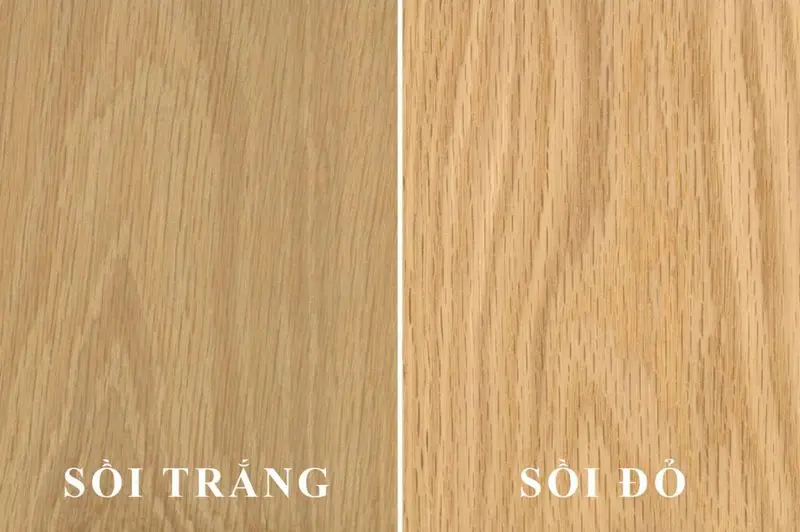 Gỗ sồi và các loại