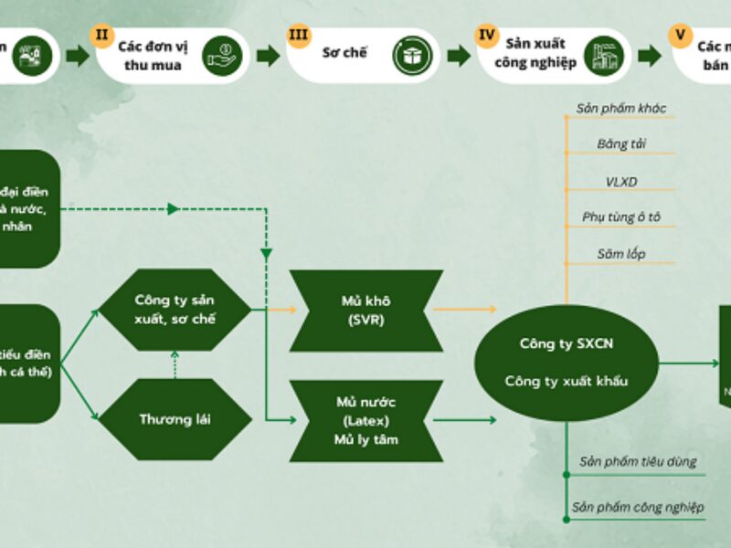 Quy trình sản xuất sơ bộ các bước xử lý gỗ cao su